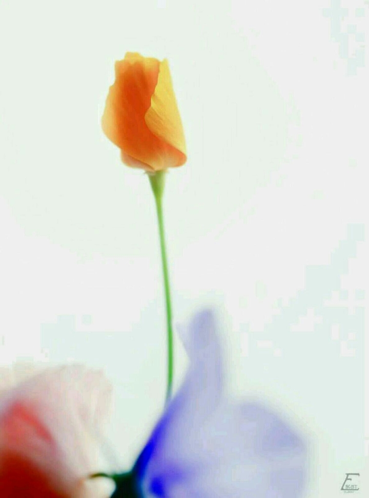 High Key Flower