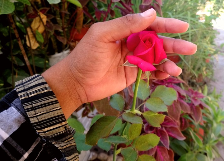 ROSA ROJA, SAN LORENZO, GRO.