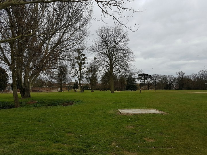 Trees in Park