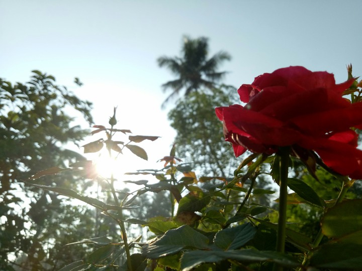 flowers