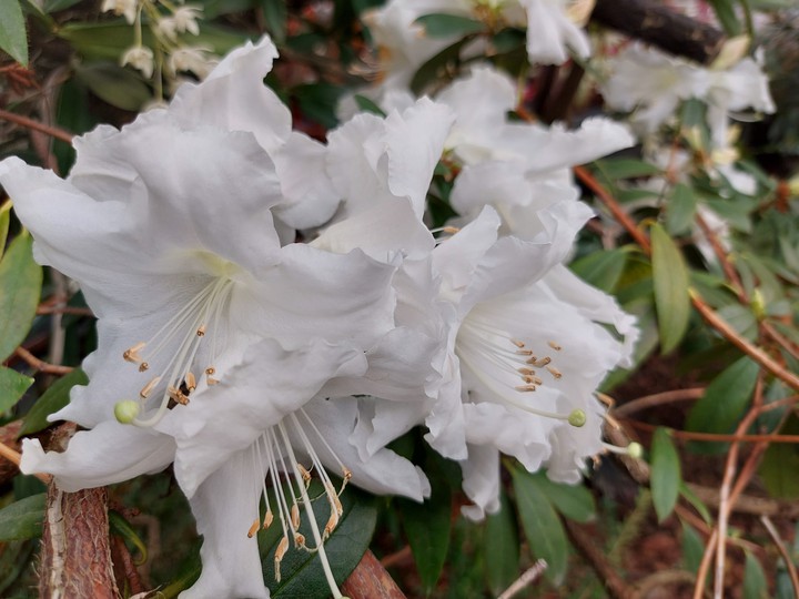 marshmallow flowers