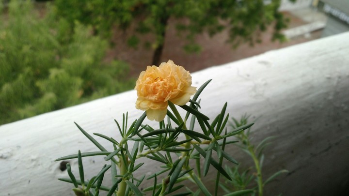 welcoming rain with a wonderful bloom