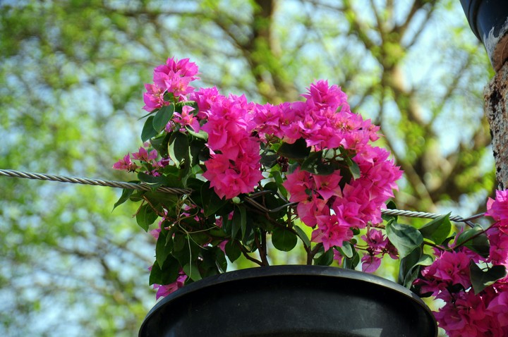 Flower base