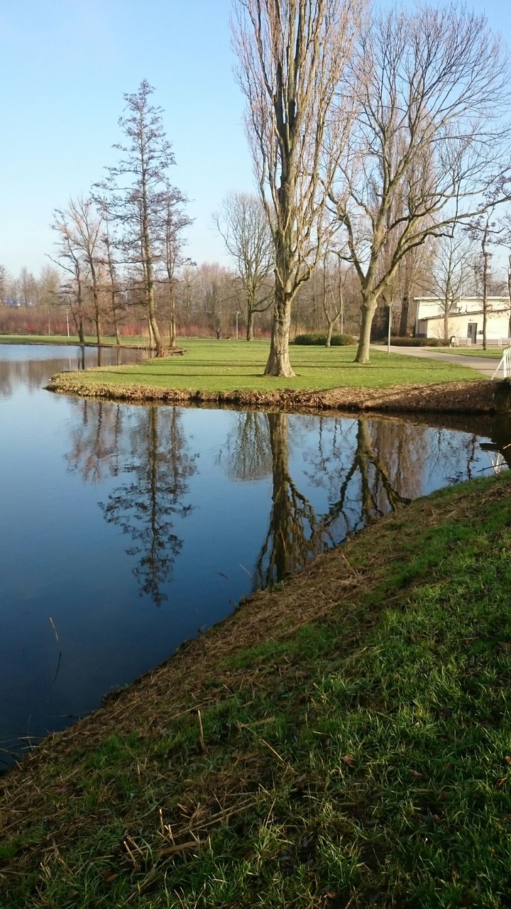 Lake trees