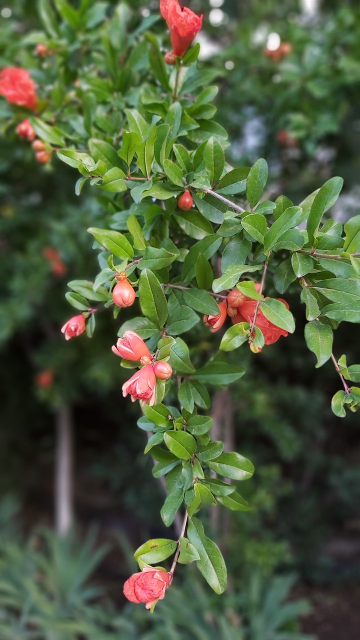 Pomegranate