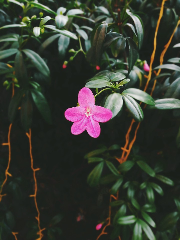 pink flowers