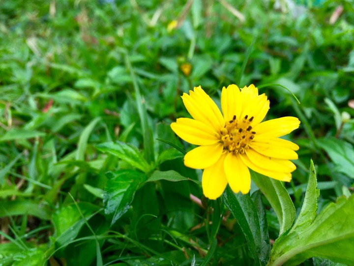 wildflower