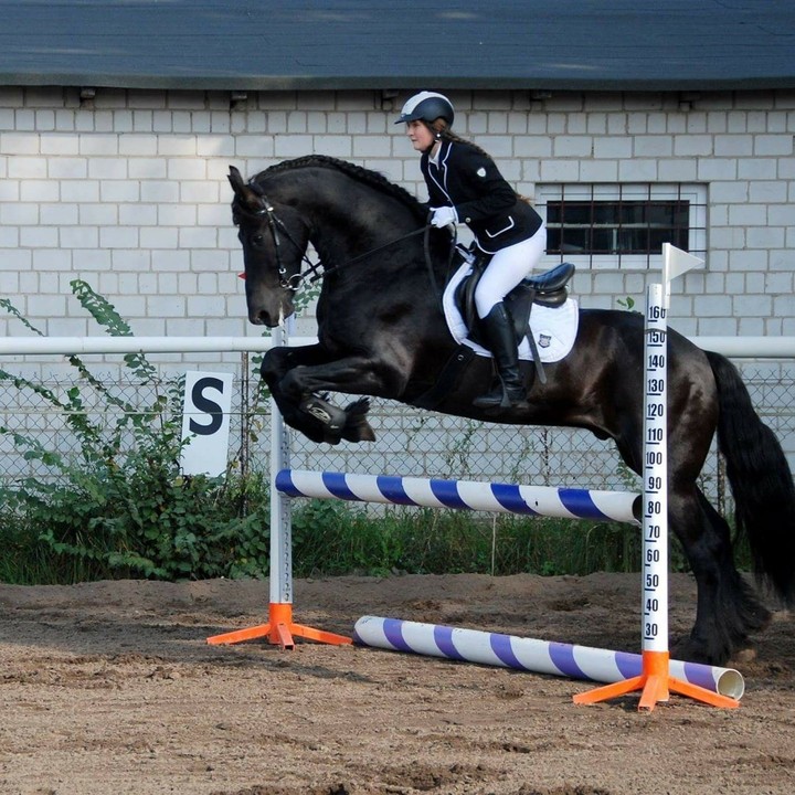 jumping horse