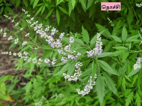 நொச்சி மரம்