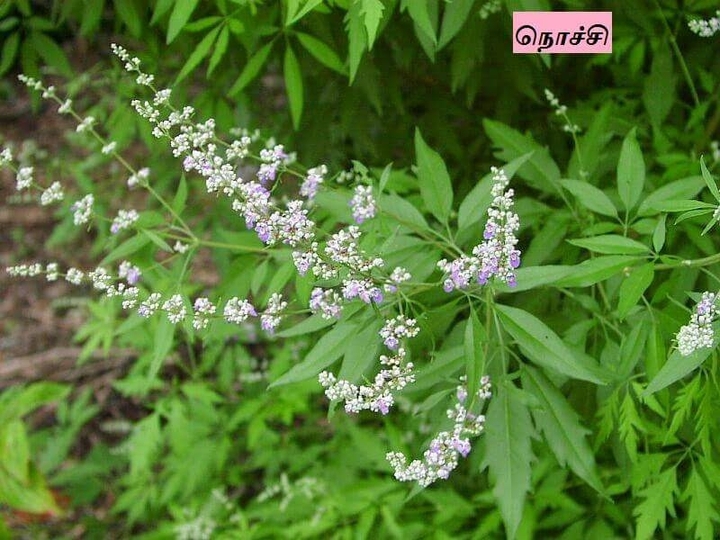 நொச்சி மரம்
