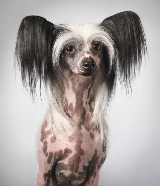 Chenise Crested