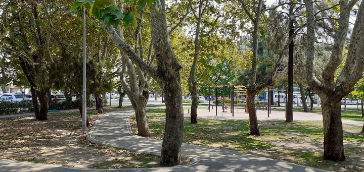 forest