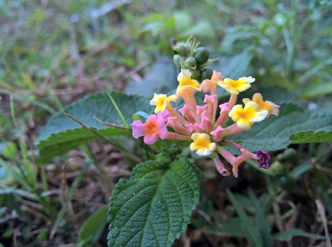 tiny floret