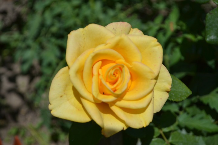 yellow  rose