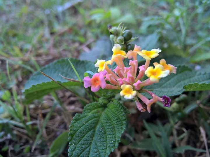 tiny floret