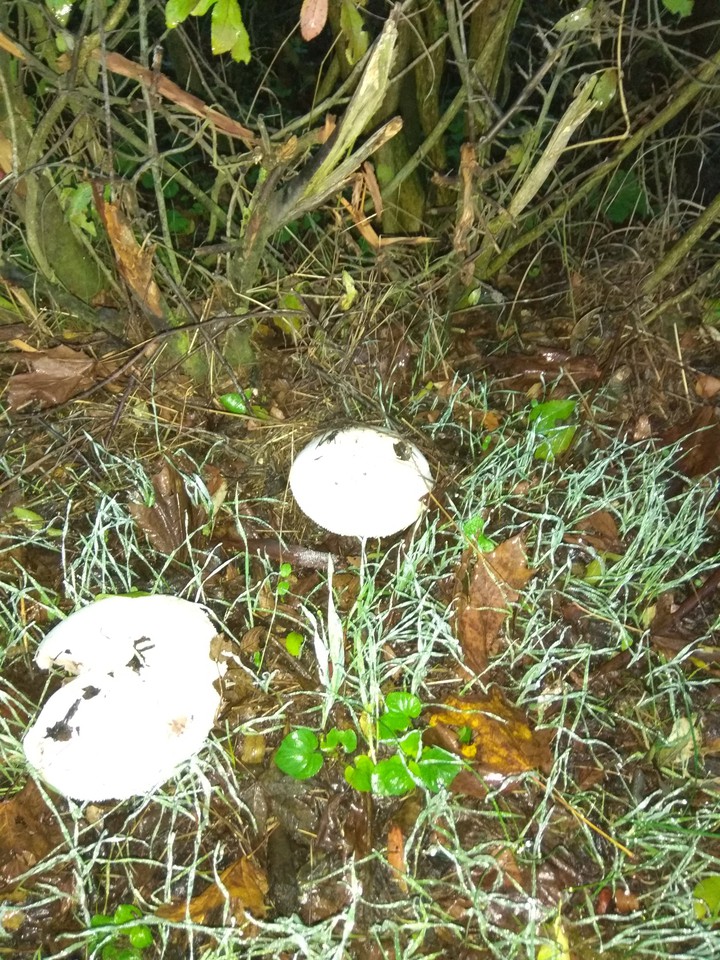 pilze