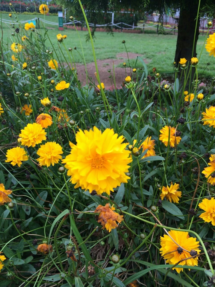 yellow flower