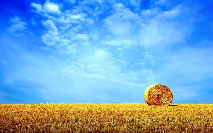 Grass