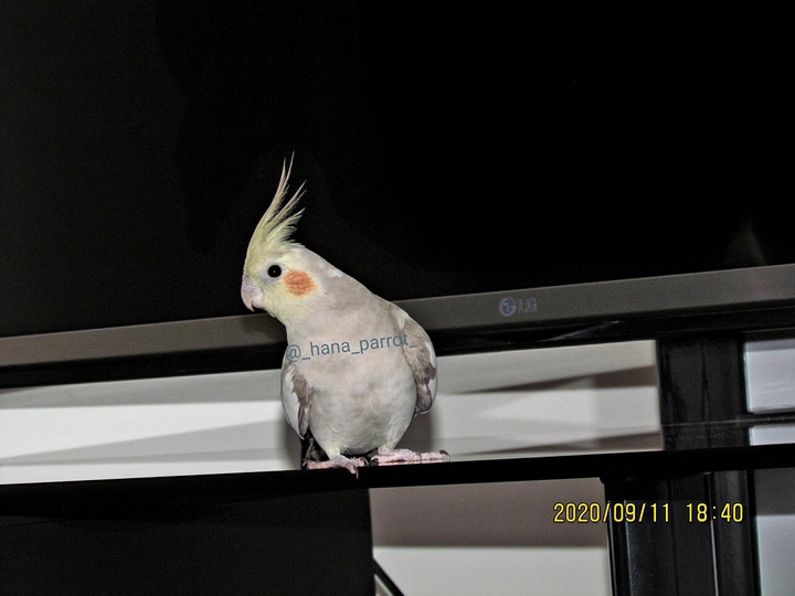 parrot hana