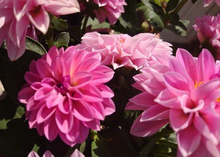 Dahlien