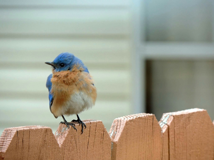 Young Blue Bird