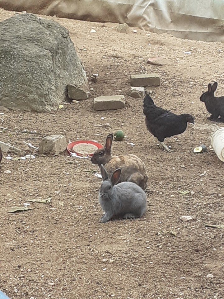 at the farm