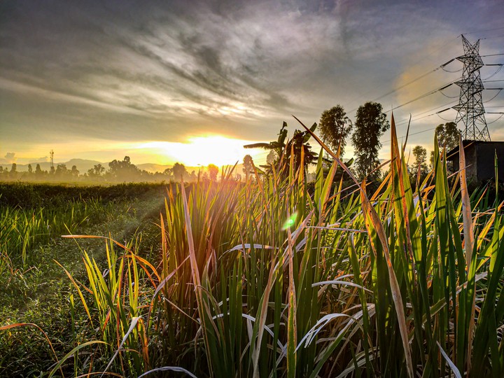 Sunset in Farm