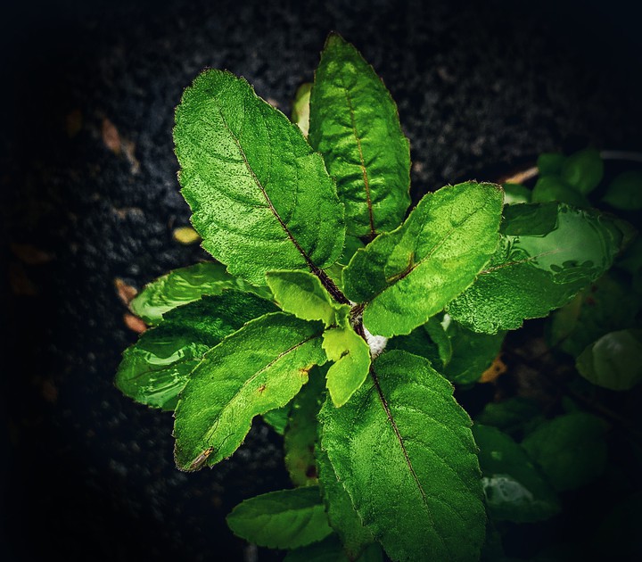 Tulsi