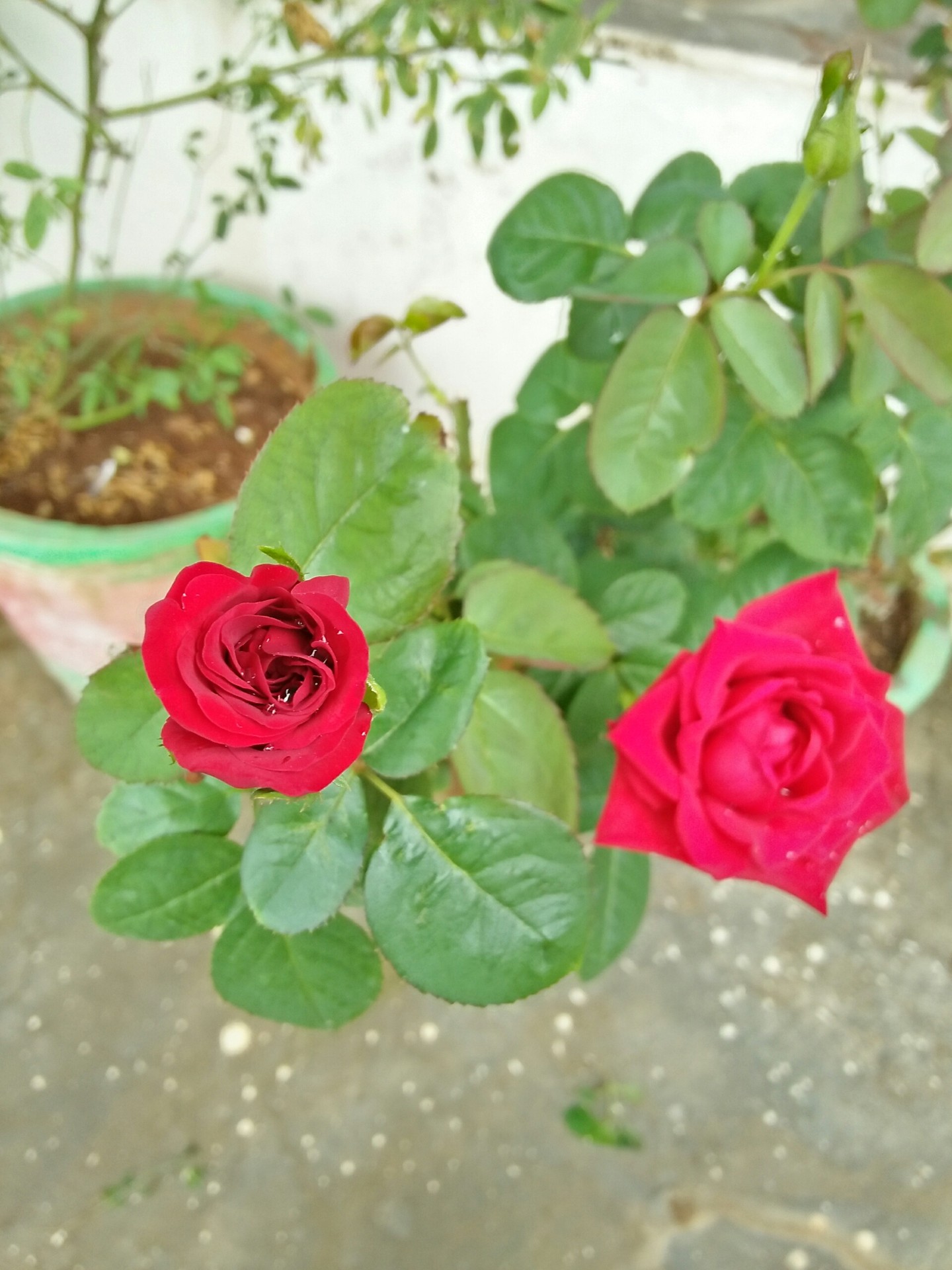Roses from my garden