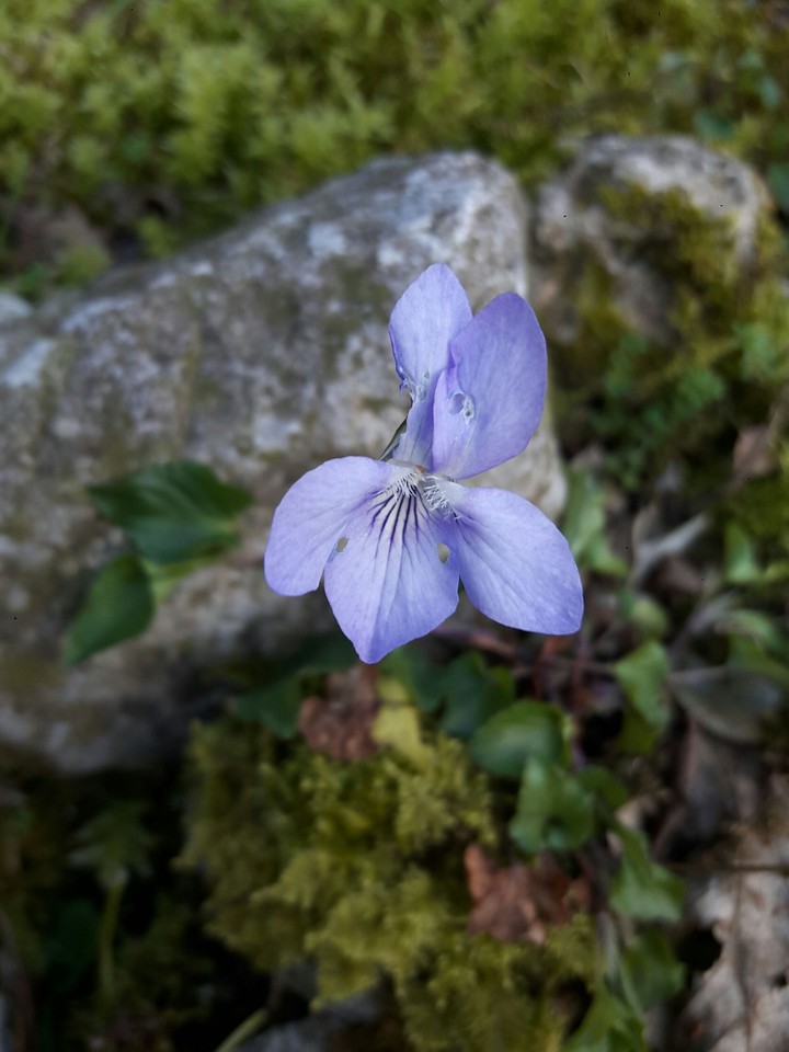 viola bicolor