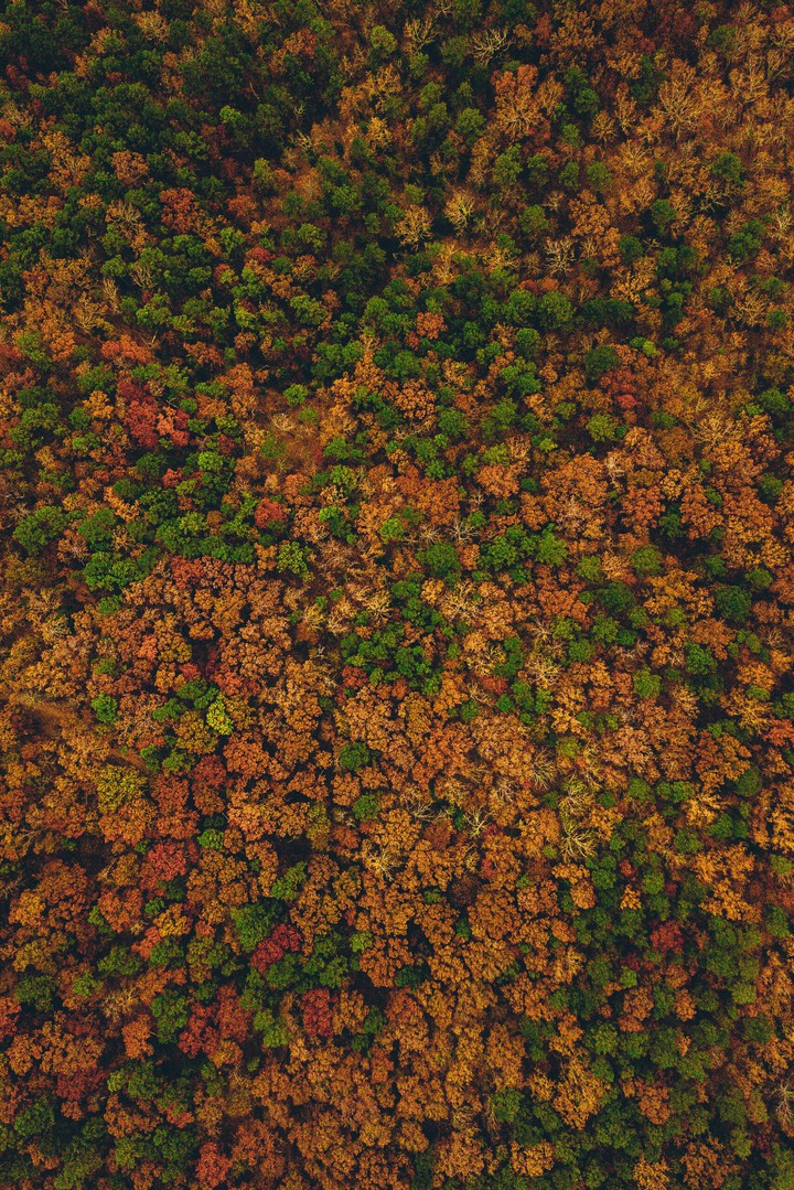 colourful trees