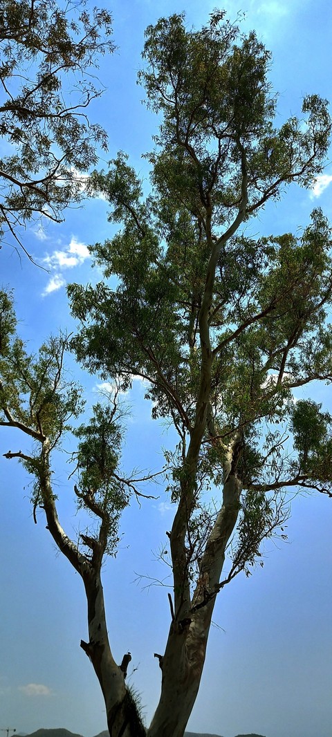 biome, twig achtergronden