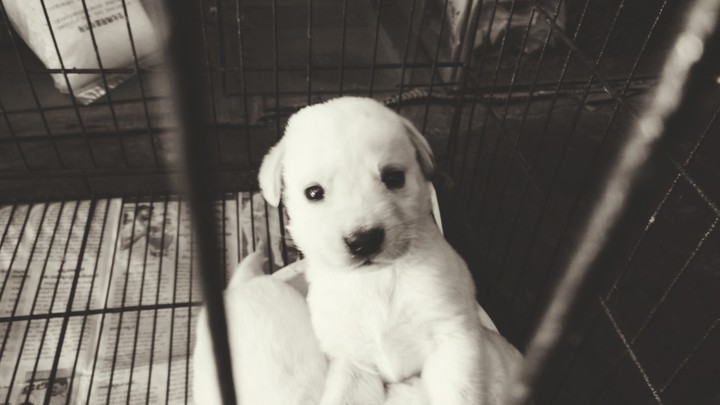 #Daring #puppy