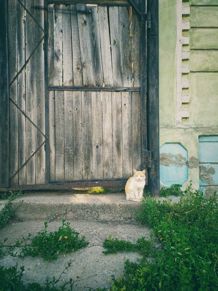 котик