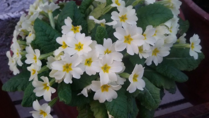 summer flower