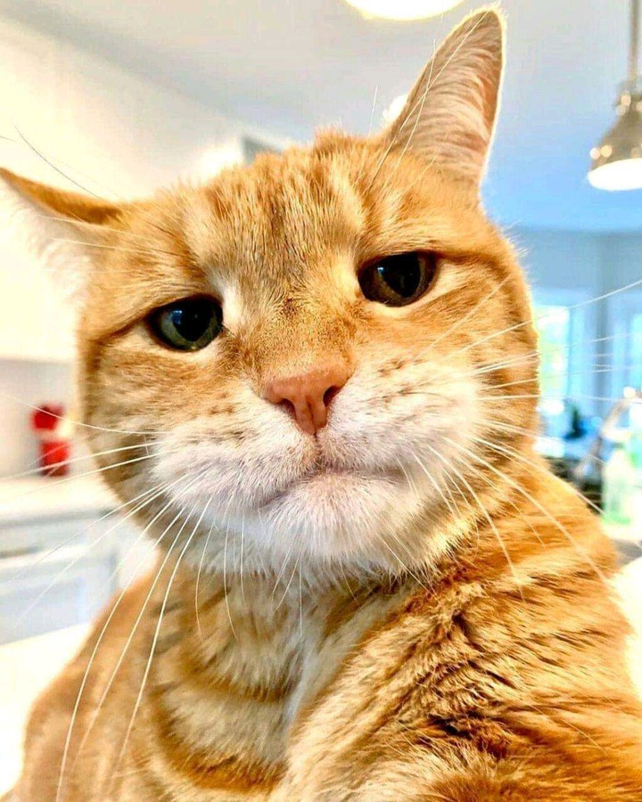 кот