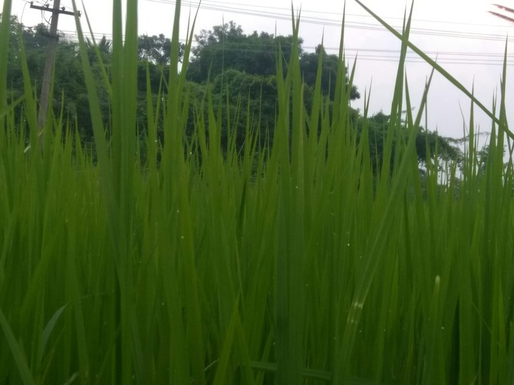 grass