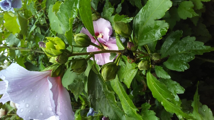 flower 1
