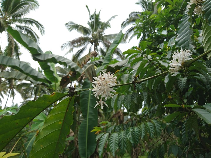 coffee flower