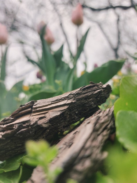 Spring in Kiev