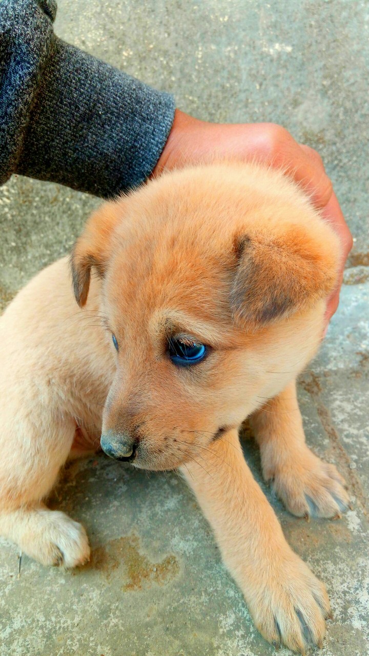 Blue eyes dog