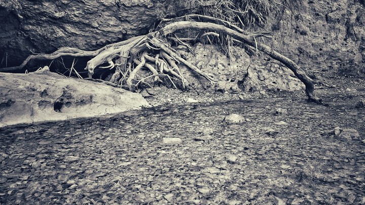 old tree