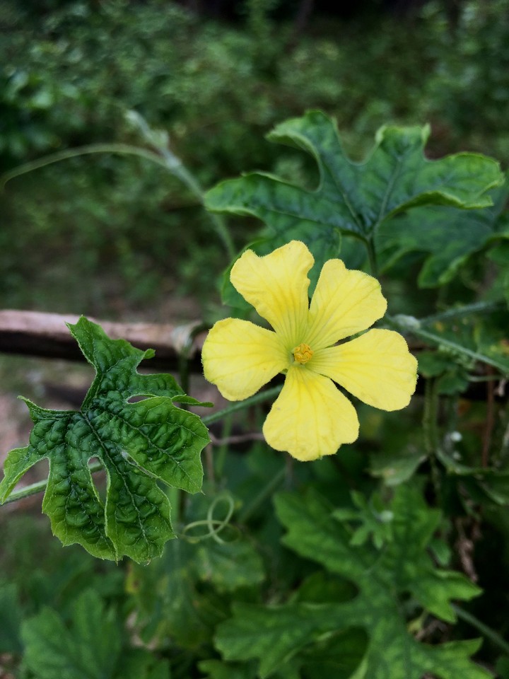 Momordica charantia's flower