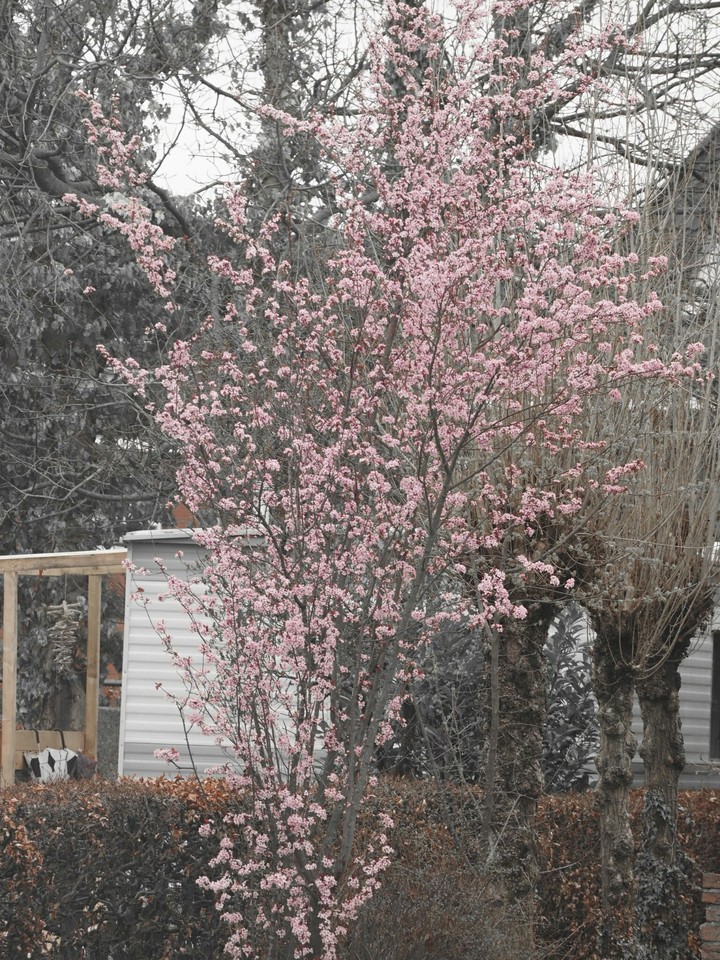 Blossom