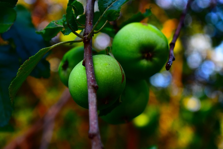 Apples