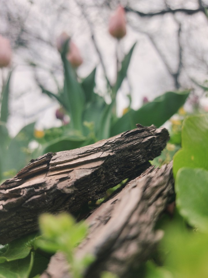 Spring in Kiev