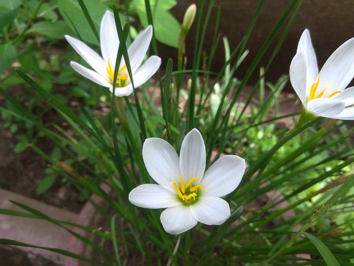 white beauty
