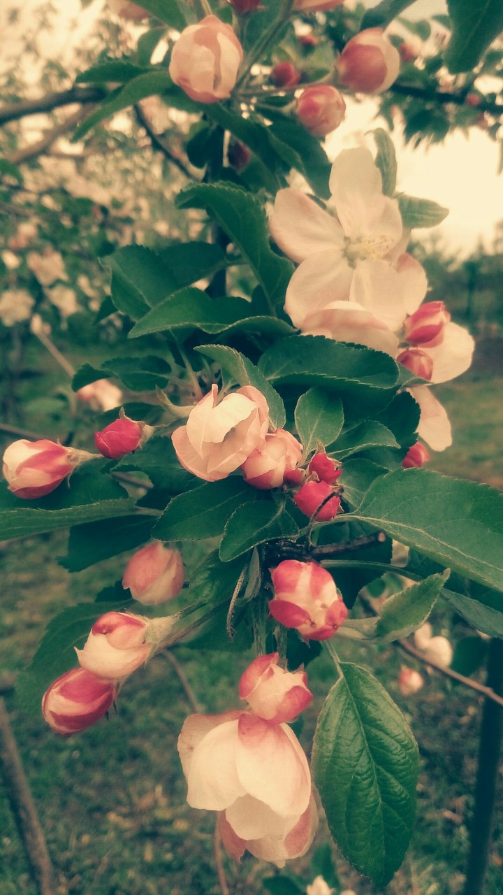 Spring