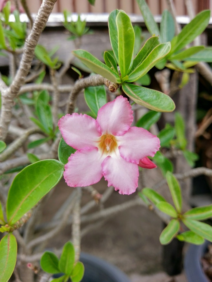 pink