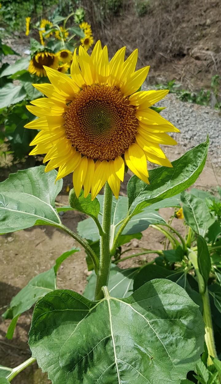 해바라기